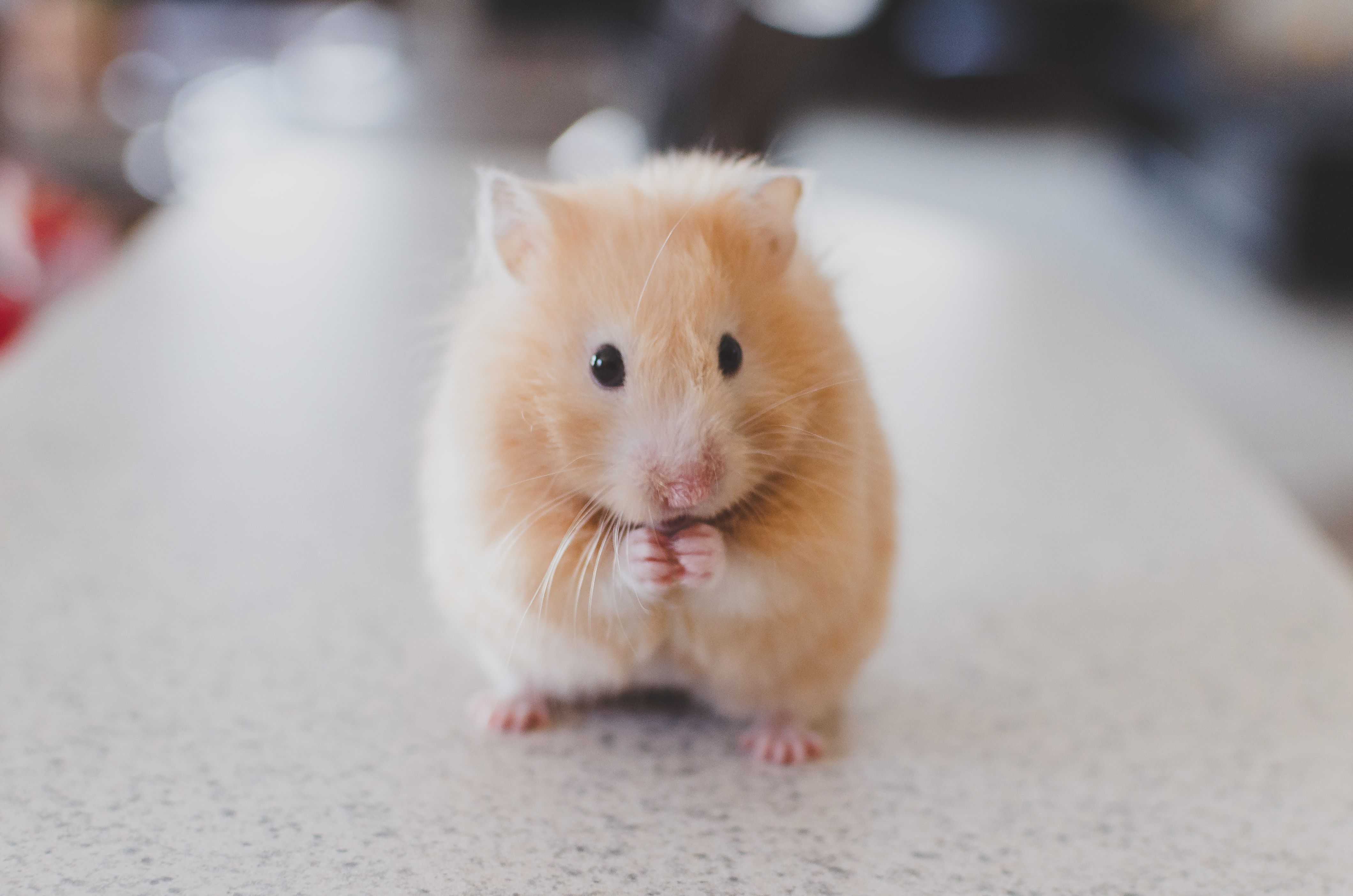Một Con Chuột Hamster Trắng Dễ Thương Trong Tay Một Cô Gái Hình ảnh Sẵn có  - Tải xuống Hình ảnh Ngay bây giờ - iStock